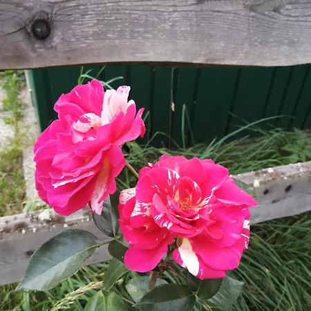 Erholung Am Bauernhof Bei Familie Seidl / Messner Hotel