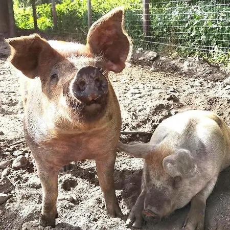 Erholung Am Bauernhof Bei Familie Seidl / Messner