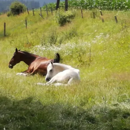 Hotel Erholung Am Bauernhof Bei Familie Seidl / Messner *