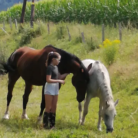 Erholung Am Bauernhof Bei Familie Seidl / Messner Zeutschach