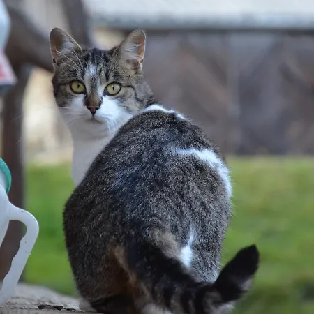 Erholung Am Bauernhof Bei Familie Seidl / Messner Zeutschach