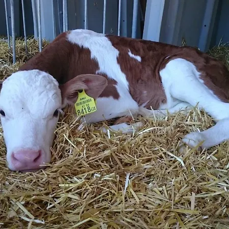 Erholung Am Bauernhof Bei Familie Seidl / Messner *