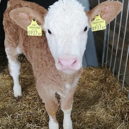 Erholung Am Bauernhof Bei Familie Seidl / Messner Hotel Zeutschach