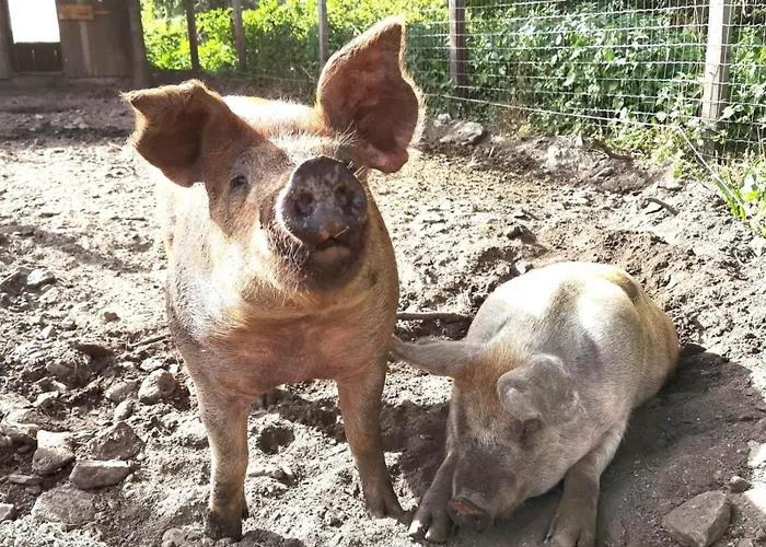 Erholung Am Bauernhof Bei Familie Seidl / Messner