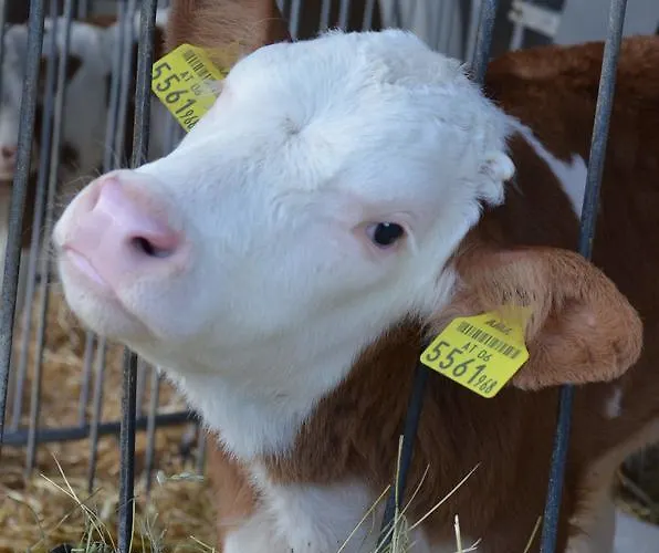 Hotel Erholung Am Bauernhof Bei Familie Seidl / Messner
