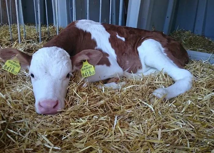 Erholung Am Bauernhof Bei Familie Seidl / Messner *
