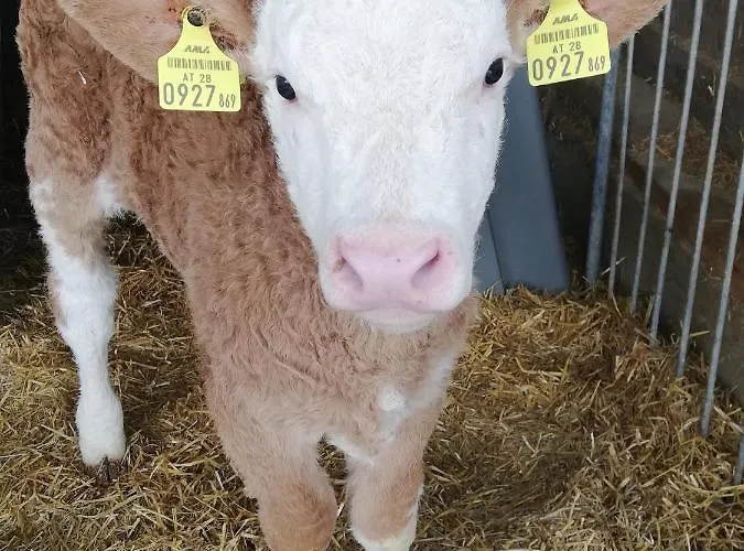Erholung Am Bauernhof Bei Familie Seidl / Messner Hotel Zeutschach